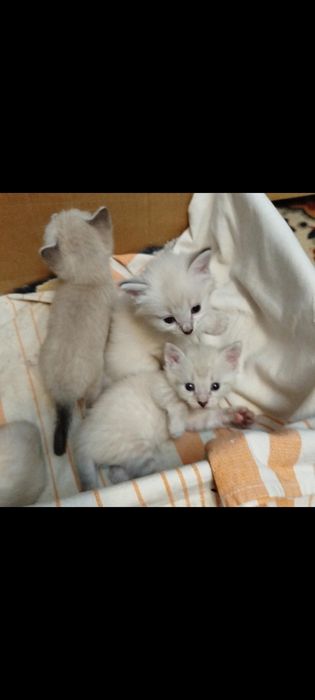 Отдам котят есть мальчики и девочки