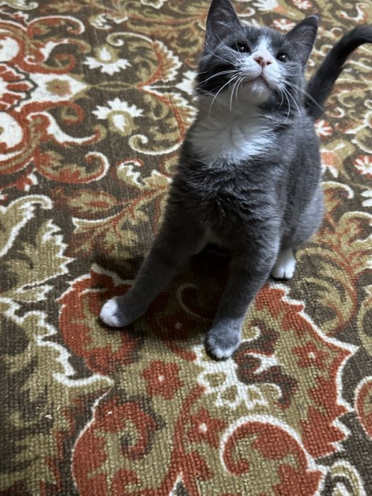 Кошка в добрые руки