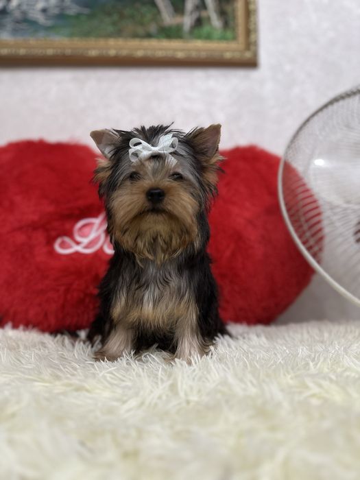 Красивый мальчишка йорик