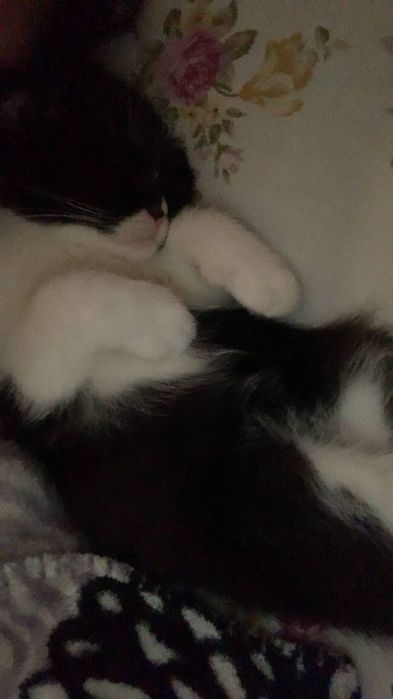 Катенки пародсные шотландский