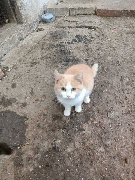 Кошечки в добрые руки