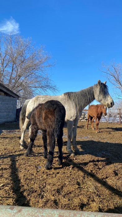 Көк Бие сатылады