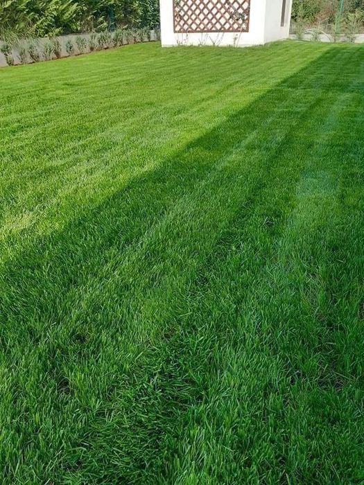 Gazon rulou vând și montez