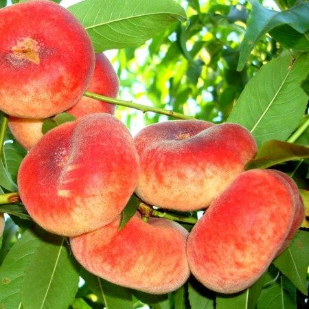 Piersic Plat (Sugar Baby )