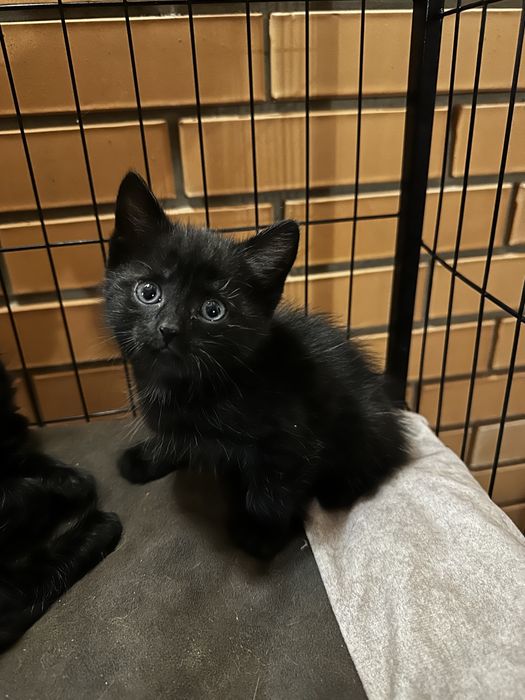 Котята черные ищут свой дом