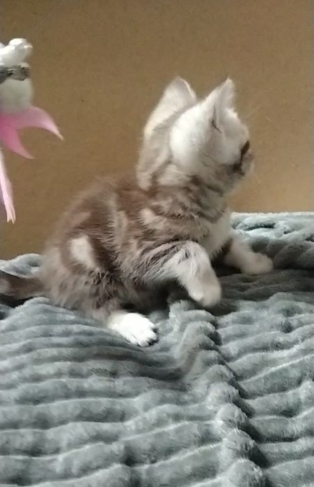 Мраморный Скоттиш страйт.