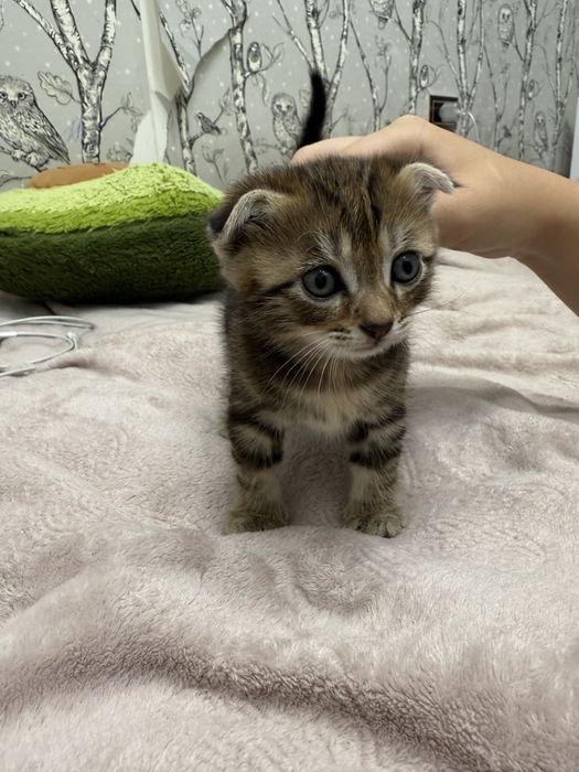 веслоухий котенок