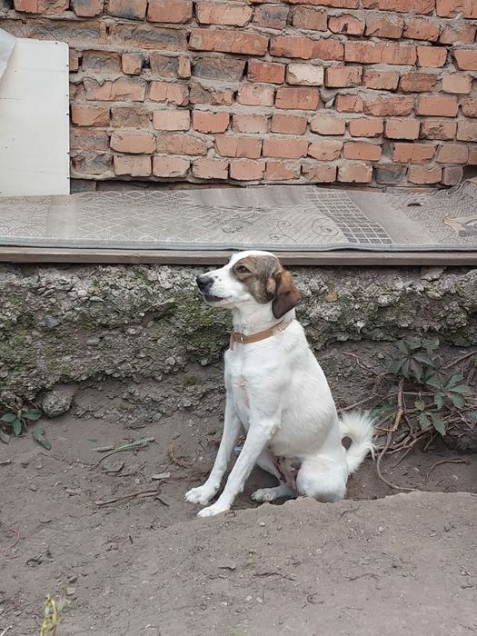 Отдам  в добрые руки