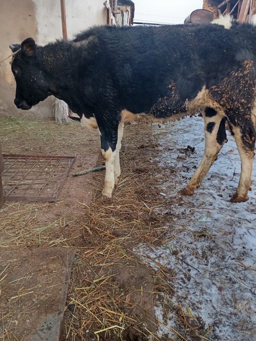 Телка 1 год и 1 месяц