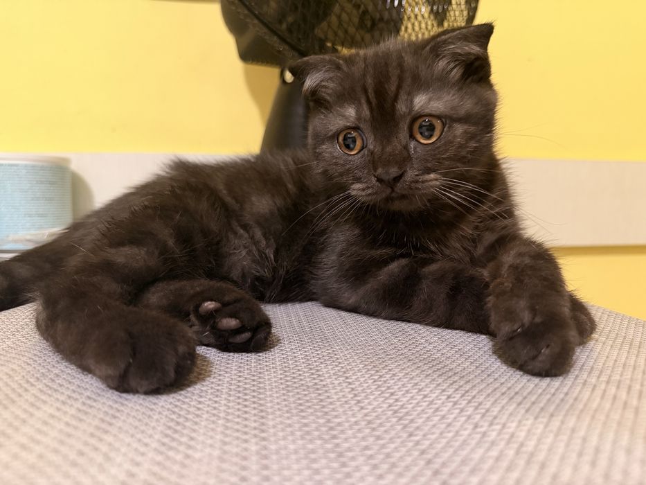 Шотландско правоухо котенце , женско