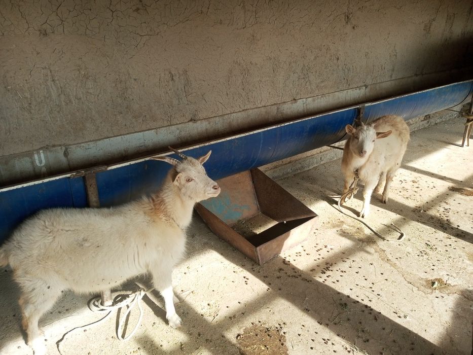 Echki rasiski parodasi alpinskiy