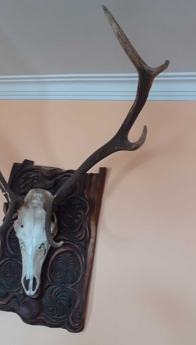 Ловен Трофей - Елен