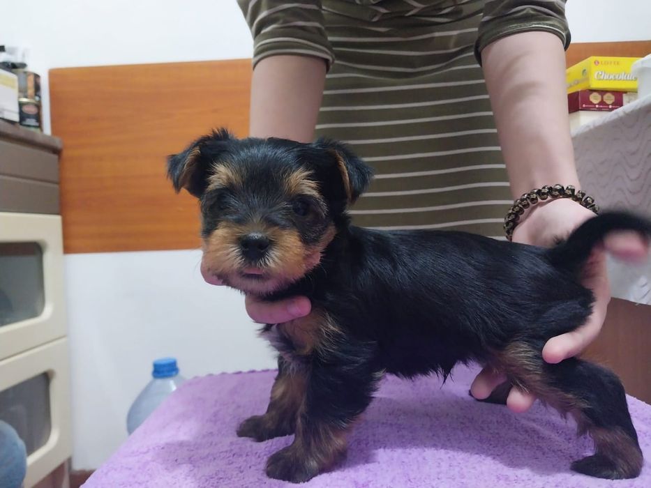 Щенки йоркширский терьер