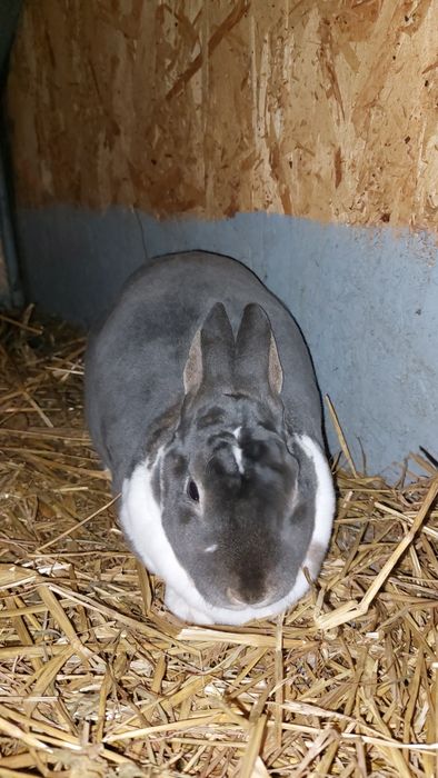 Vând iepure rex pitic