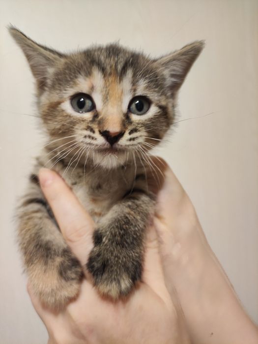 Котята скоттиш фолд и стрейт