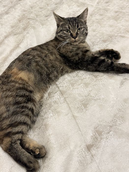 Кошка девочка 8 мес