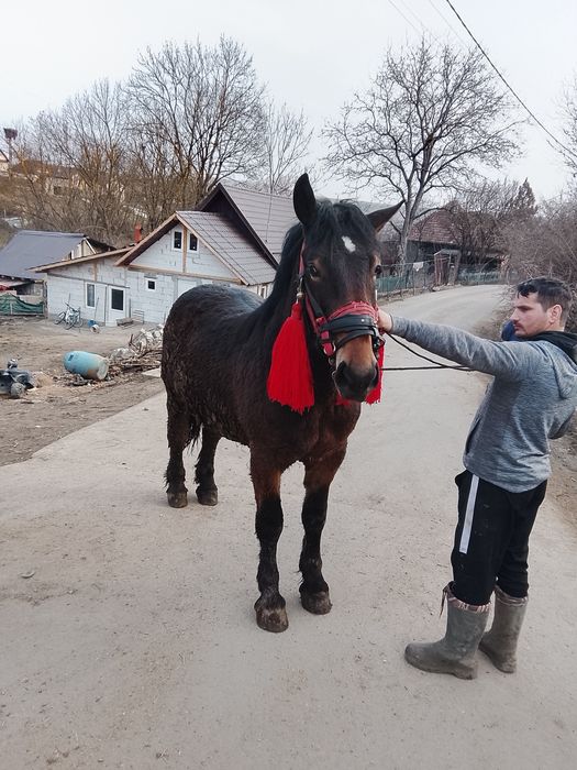 Vând mânz de un an jumate