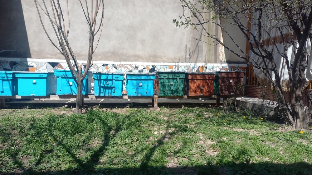 Асал ари уялар соти