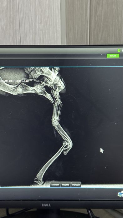 Mushukcha Scotish fold