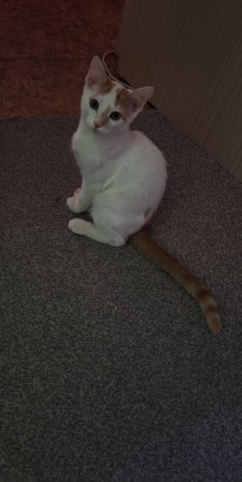 котёнок с редким окрасом