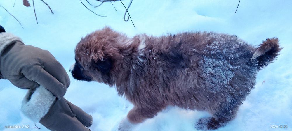 Щенки мощные отдам