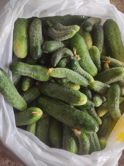 Продам огурцы дачные
