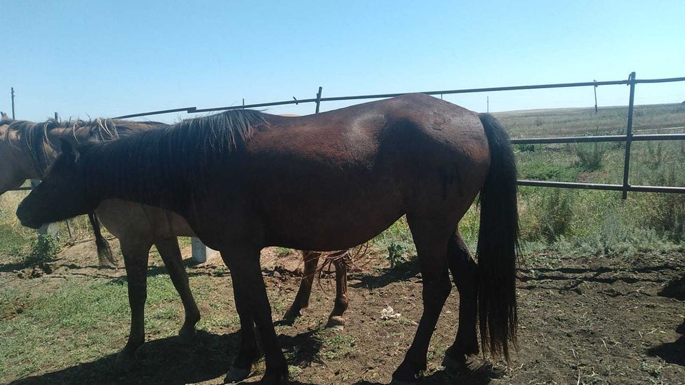 Продам яловую кобылу 5 лет