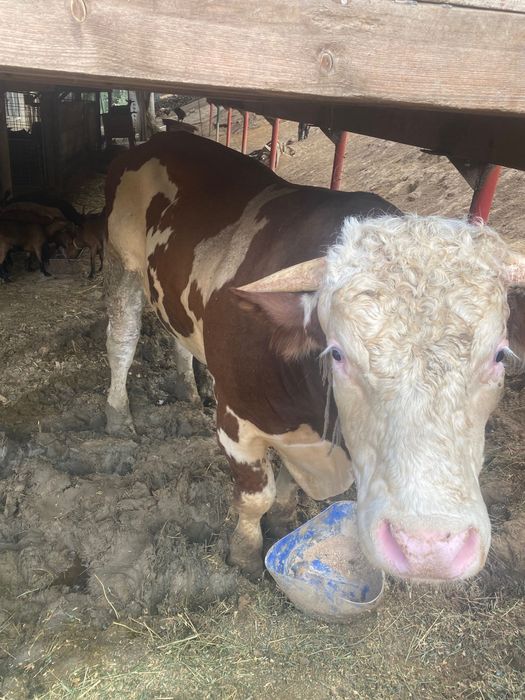 Taur- Bălțată româneasca- 1 an+ - bine dezvoltat