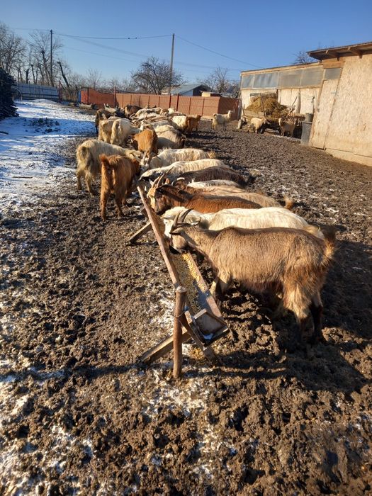 Capre de vanzare 320 lei bucata 55 de capre sau la schimb pe porumb