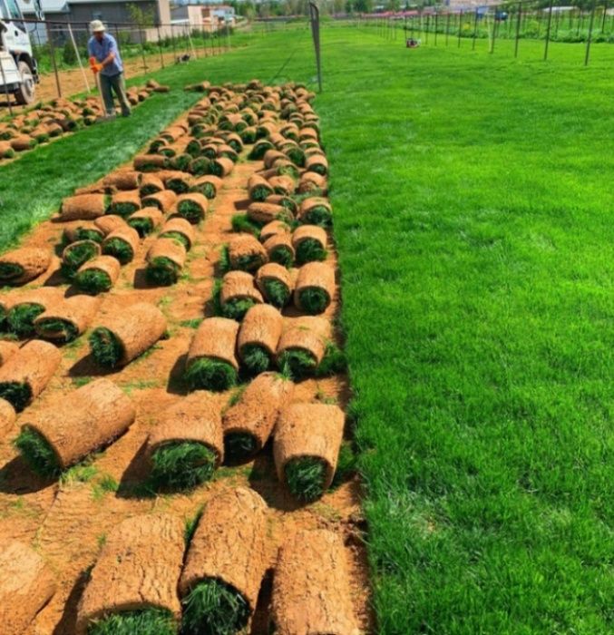 Посевной и рулонный газон