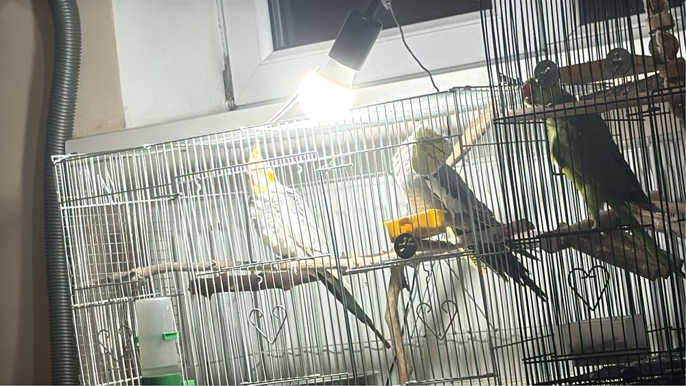 готовый пара кореллы ручные