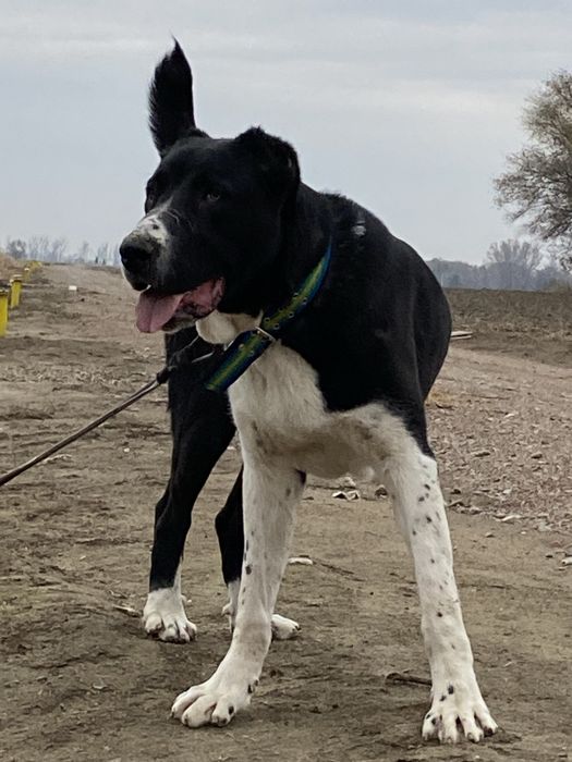 Алабай/САО/Төбет