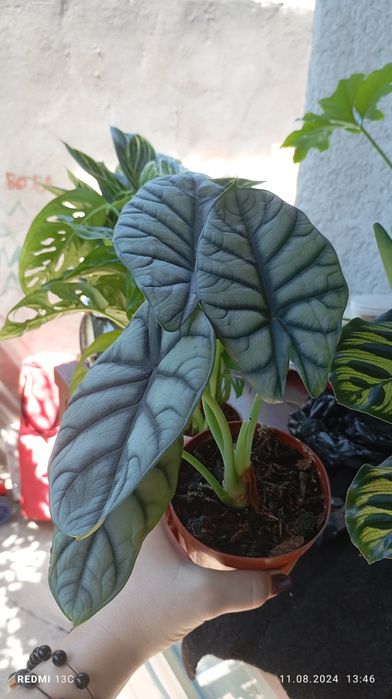 Алоказия silver dragon