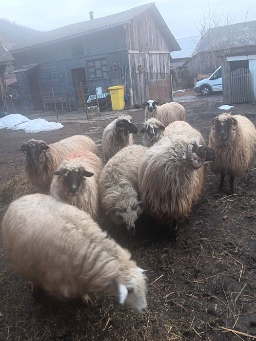 Oi breze  Nu răspund la mesaje