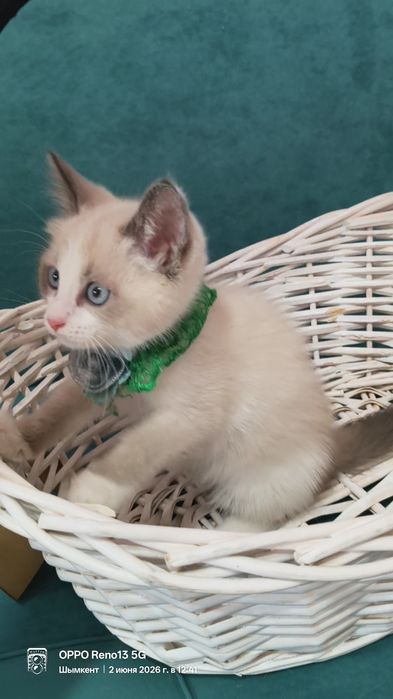 Котёнок породистый