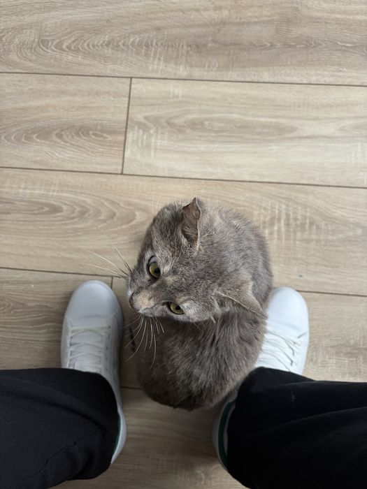Отдадим кота в хорошие руки