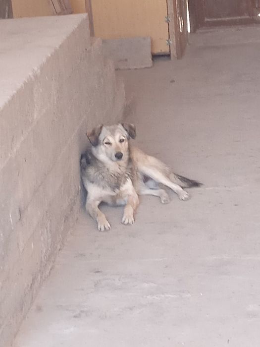 Отдам даром не на цепь