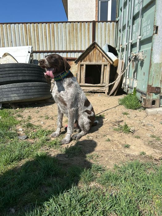 Продам охотничьи Дратхаар