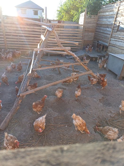 Продам деревенские  яйца