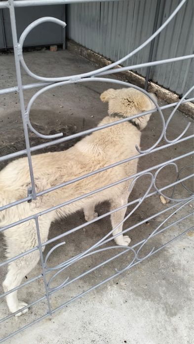 Продам щенка пародистого ТОБЕТА