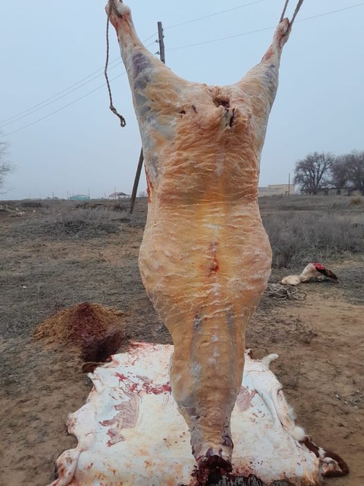 Соғым кг 3000тг