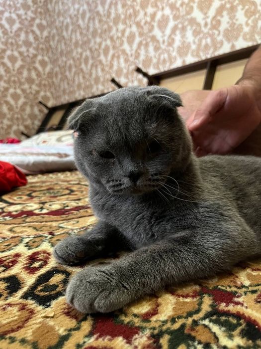 Продаётся годовалый кот скотиш, откликается на имя Басель