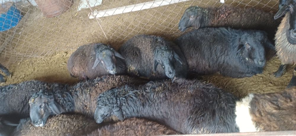 Қой сатылады семіз