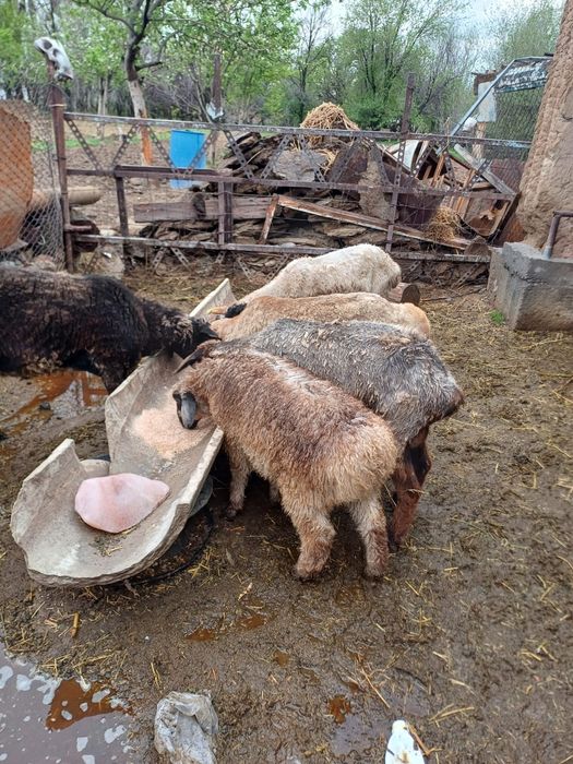 Қой сатылады Туркестан