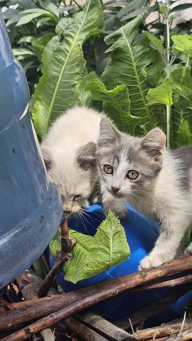 котята крысыловы