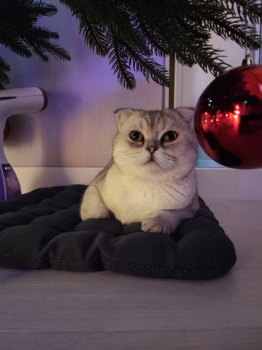 Серебристая  Шыншила   Короткошерстьная