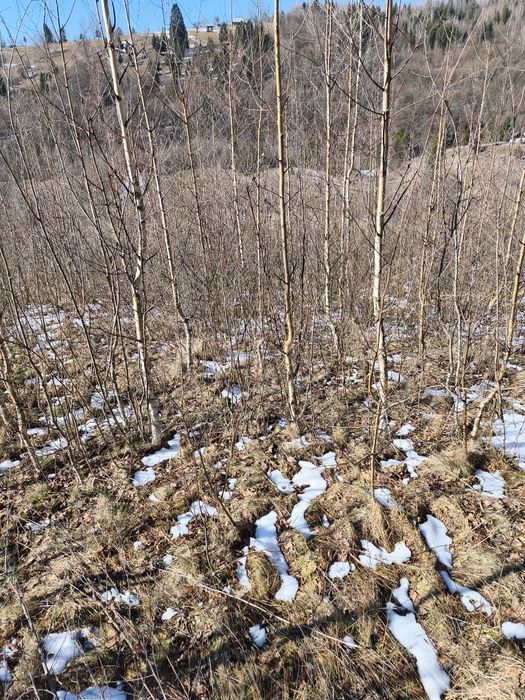 Puieții salcâm la preț bun
