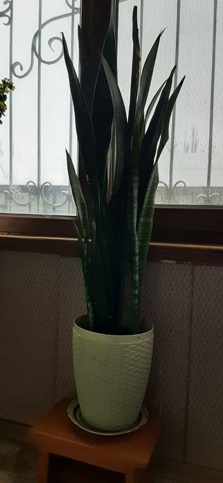 Продаются комнатные цветы