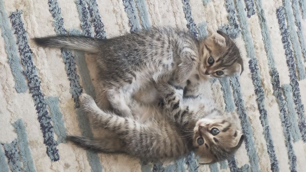 Вас сапппппппппп