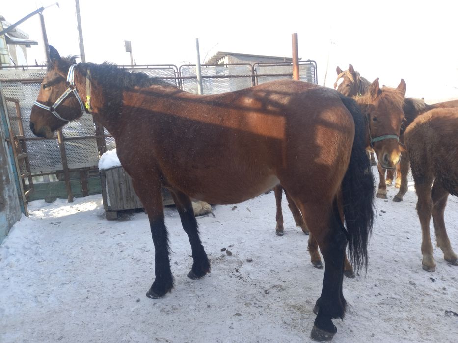 Продам жерёбых  кобыл.